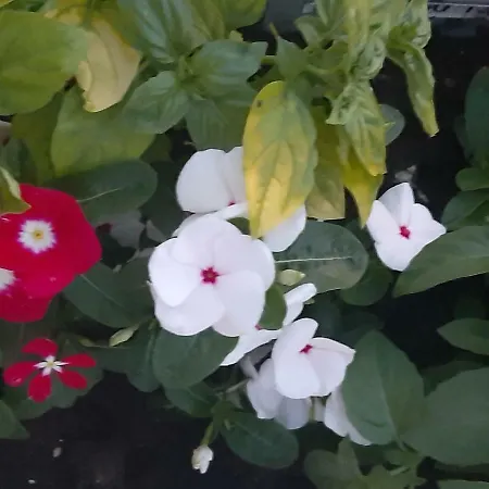 Maria Apartament Ivanica